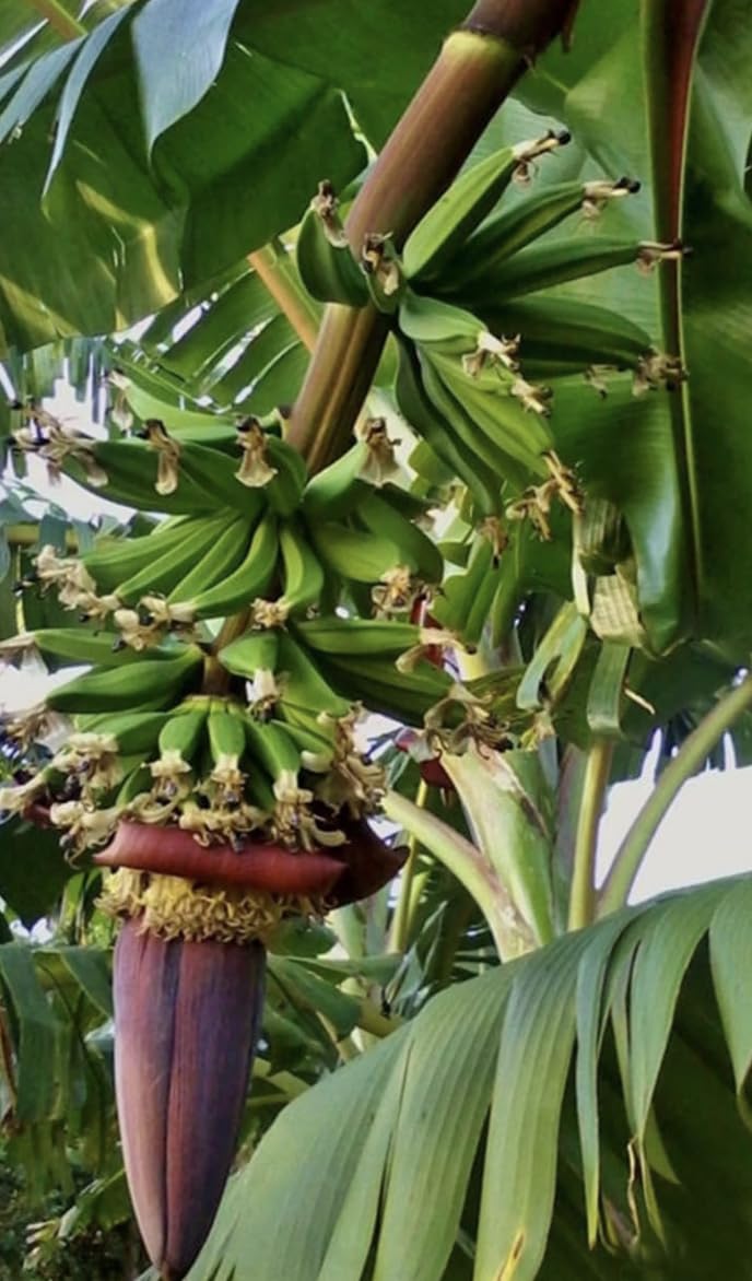 Kokopo Banana Live Plant - Dwarf Banana Tree - Patupi Banana Plant - Short Cycle Banana - 5-8 Inches Tall - Container and Outdoor Growth