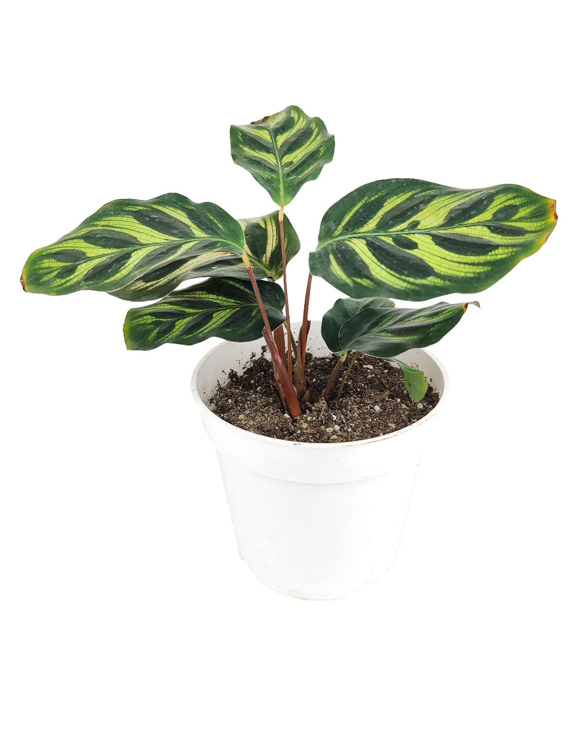 Calathea makoyana Peacock (4" Grower Pot) - Peacock Prayer Plant - Easy to Grow, Easy to Care Houseplant for Beginner - Live Healthy Colorful Foliage Houseplant for Home Office