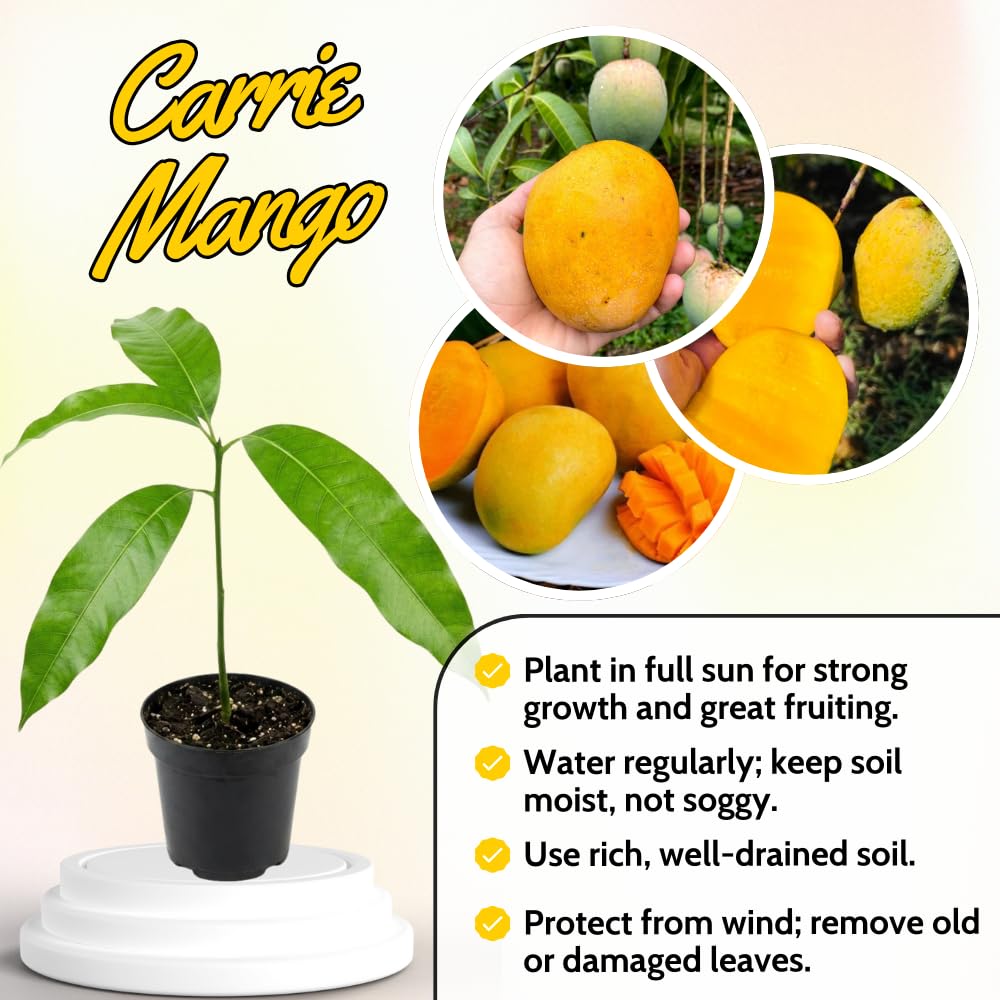 Sweet Mango Tree Live Plant, 7-11 Inch Tall, Yellow Mango Plant Live for Outdoor Planting, in Pot, Well-Rooted Tropical Fruit Tree