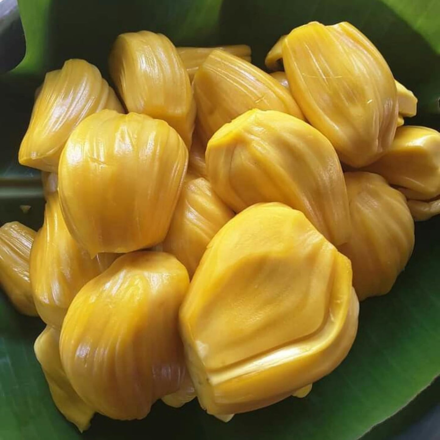Jackfruit Tree Live Plant, 6-10 Inch Tall Jackfruit Tree in 4 Inch Pot, Hardy Tropical Fruit Trees Starter Plant Potted for Outdoors Garden