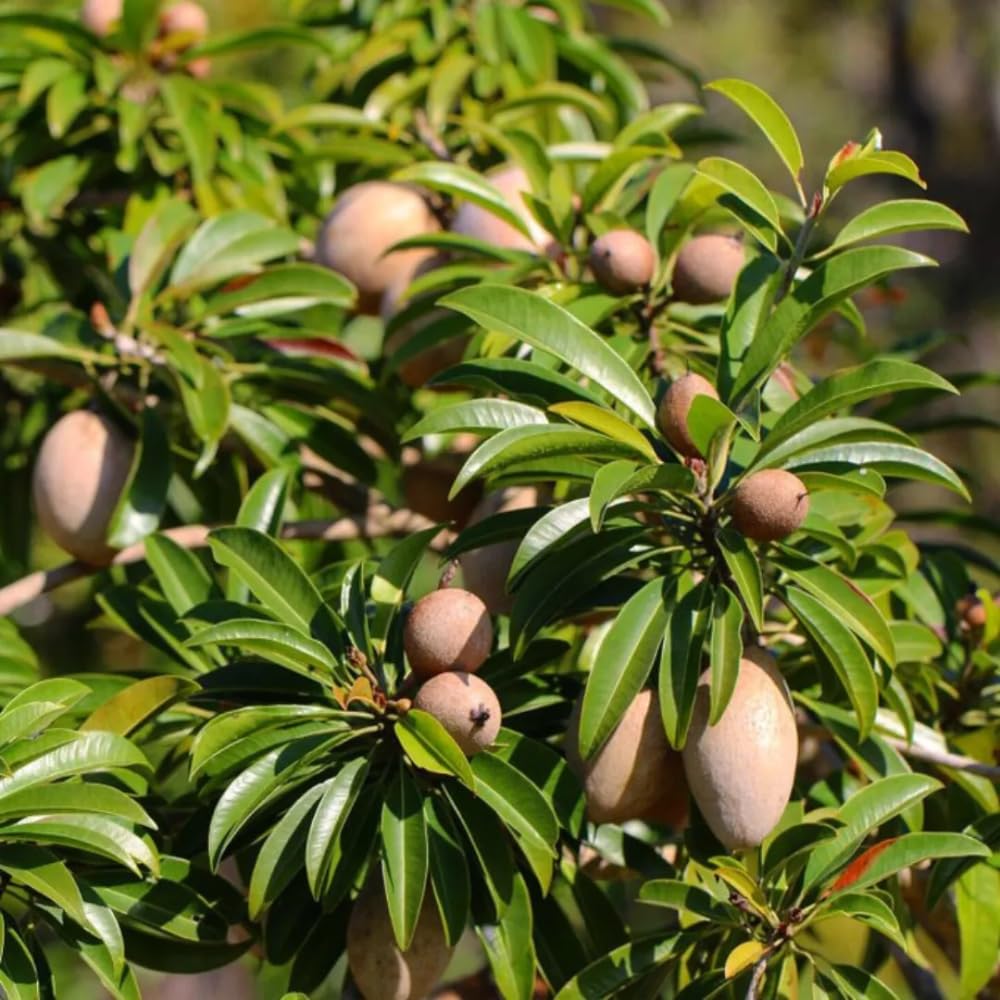 Sapodilla Tree Live Plant 2 to 3 Feet, in 3 Gallon Pot, Sapodilla Plant Live, No Shipping to CA