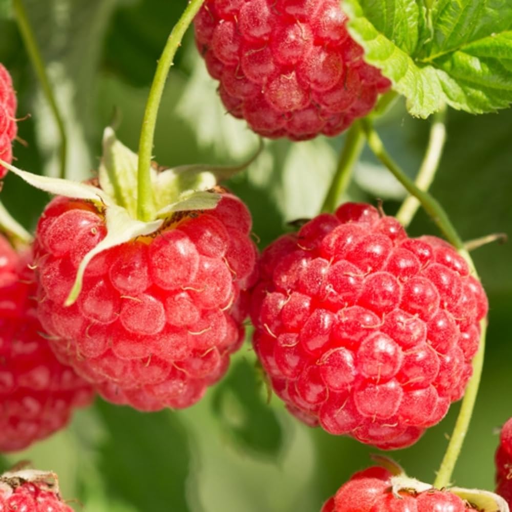 2 Red Thornless Raspberry Plants Live, Sweet Raspberry Bush Shrub to Grow, Well-Rooted 4-8" in Tall, Cold Hardy