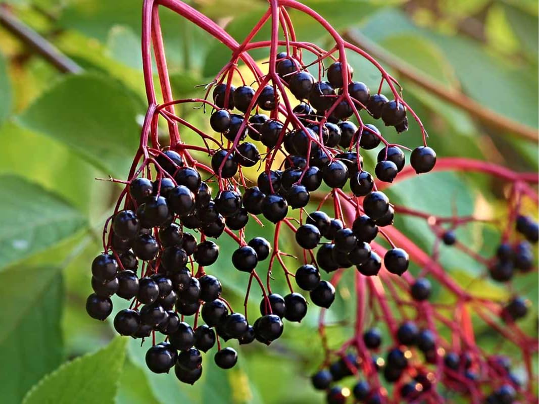 2 American Elderberry Trees Live Plants for Planting 6-12 Inch Tall, Black Elderberry Bush Live Plants, Sambucus Canadensis Elderberry Plants Live, Sweet Elderberries Fruit Trees, Bareroots