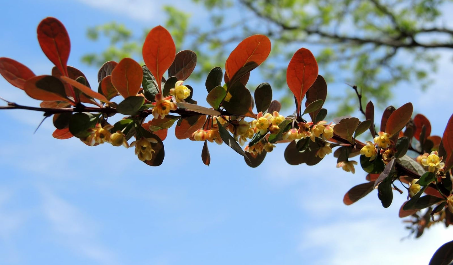 Live Plant - Rose Glow Barberry Shrub, 6-12" Tall Live Plant, Berberis thunbergii 'Rose Glow'