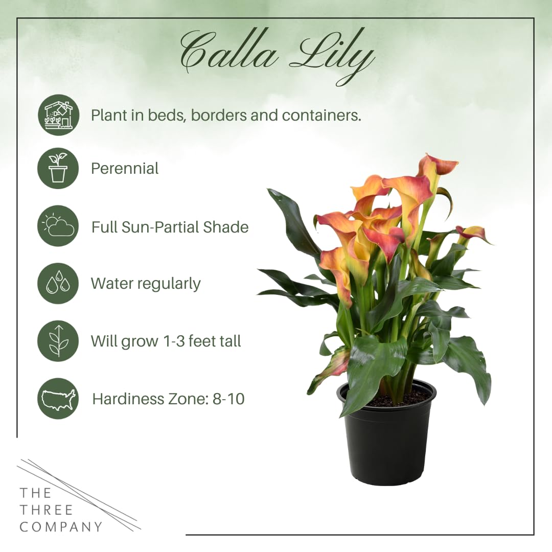Live Flowering Calla Lily (2 Plants Per Pack) - Orange, 3+ Blooms - Beautiful Spring Perennial - 12" Tall by 5" Wide in 1 Qt Pot