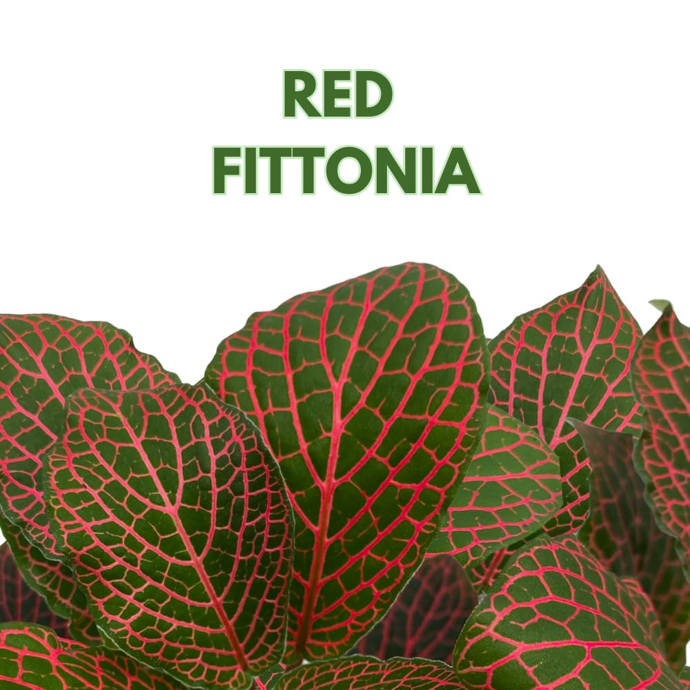 BubbleBlooms Red Nerve Plant, Fittonia Verschaffeltii, Ruby Red Mosaic Plant in a 4 inch Pot
