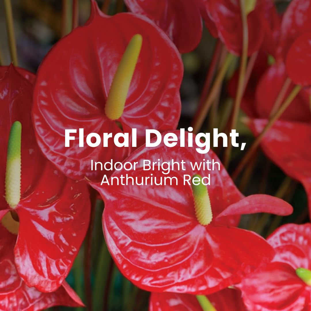 American Plant Exchange Live Red Anthurium – 6-Inch Pot – Tropical Flowering Houseplant with Glossy Heart-Shaped Blooms, Easy Care Indoor Plant for Homes, Offices, Desks & Decorative Displays