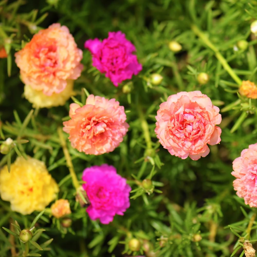 Moss Rose Plants, Live Portulaca Plants 4-6 Inch Plant Roots, Flowering Groundcover, Mixed Colors Moss Rose Potted Starter Plant for Outdoor Garden Planting