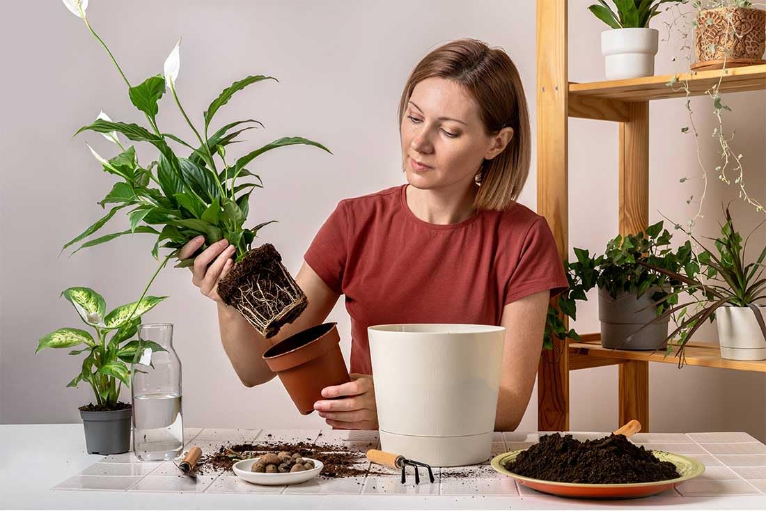 American Plant Exchange Peace Lily, Live Spathiphyllum Plants, 4-Inch Pots, 3 Pack in Deco Covers, Flowering Houseplants, Easy Care, Low Light, Perfect for Housewarming, Sympathy, or Party Gifts
