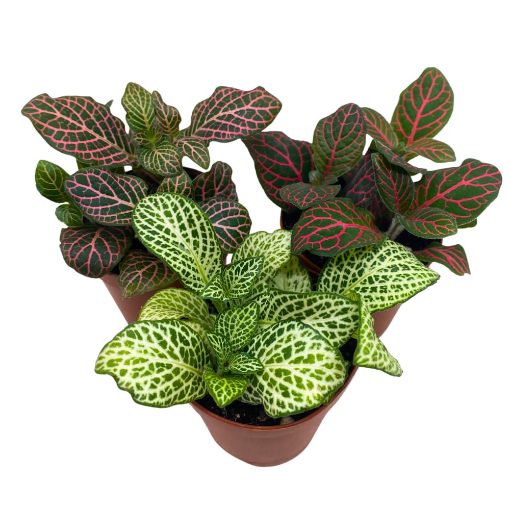 BubbleBlooms Fittonia Assortment 2 inch Pots Set of 3 Never Plant