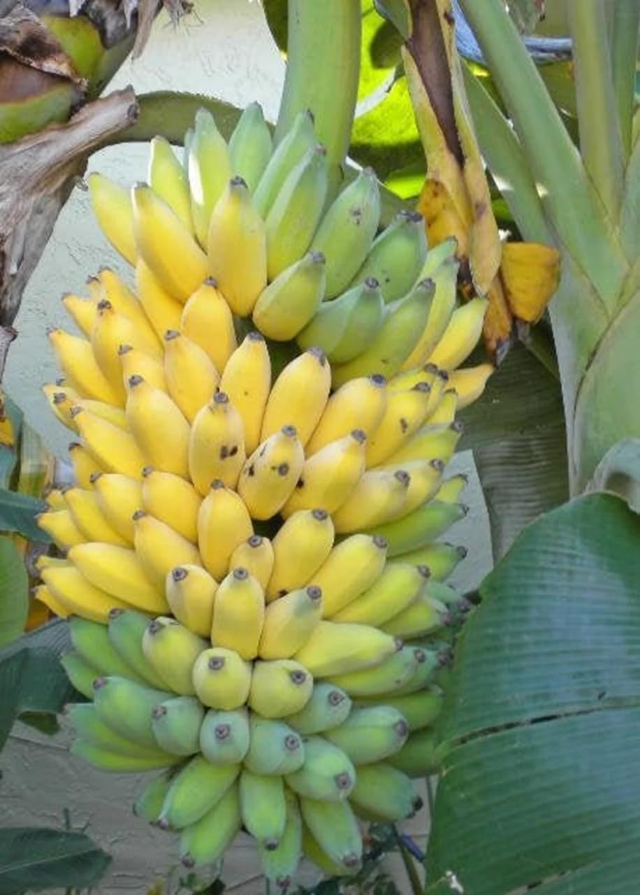Kokopo Banana Live Plant - Dwarf Banana Tree - Patupi Banana Plant - Short Cycle Banana - 5-8 Inches Tall - Container and Outdoor Growth