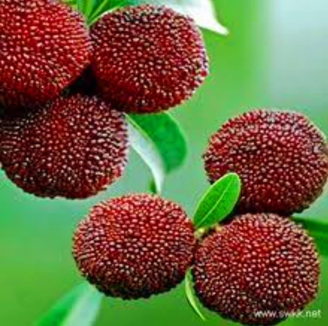 50 Bayberry Seeds, Fragrant Leaves Plant Seeds, Myrica Delicious Fruits