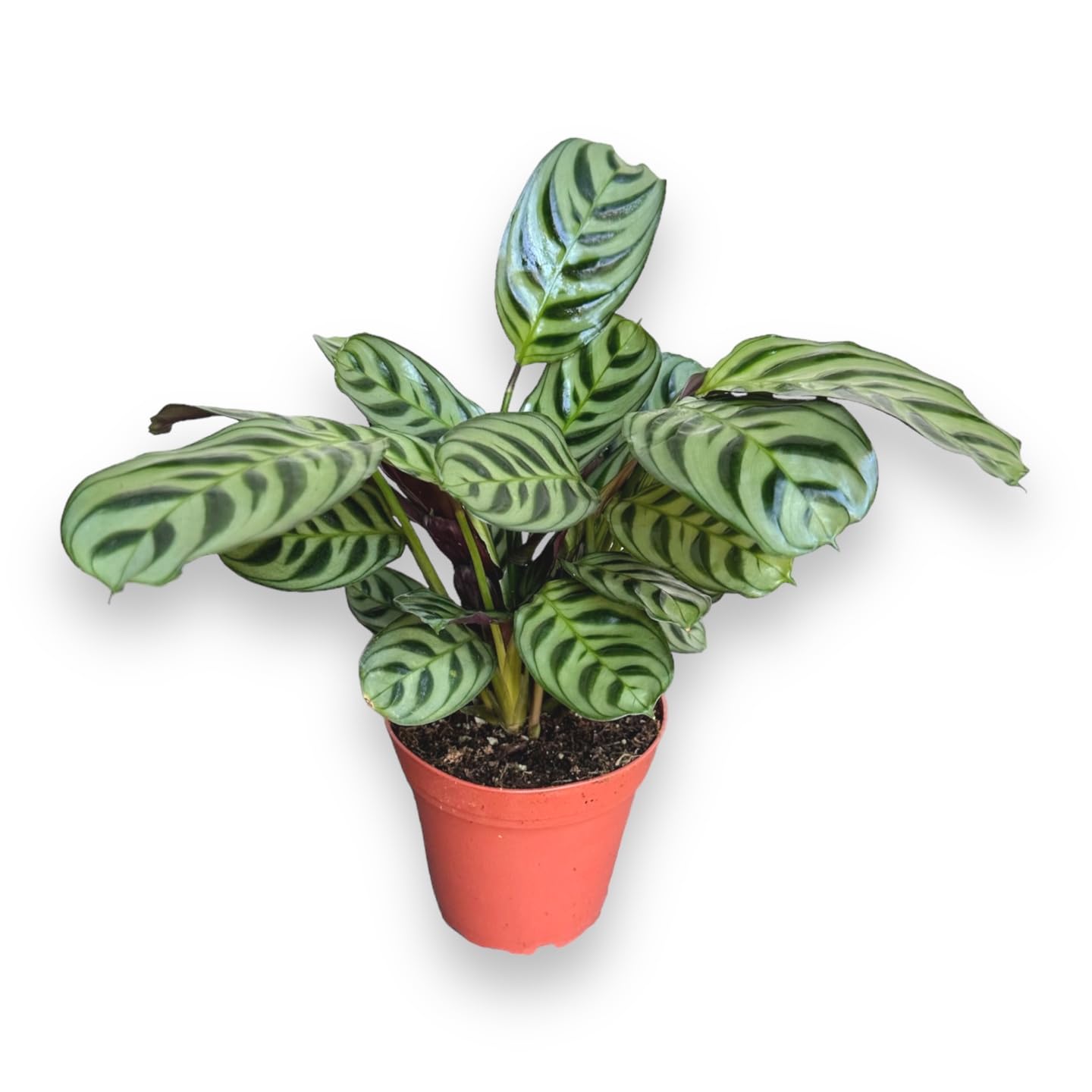 Calathea Burle Marx, Fishbone Prayer Plant, Unique and Easy to Care Live Indoor Plant, 4 inch Pot - Hopewind Plants Shop