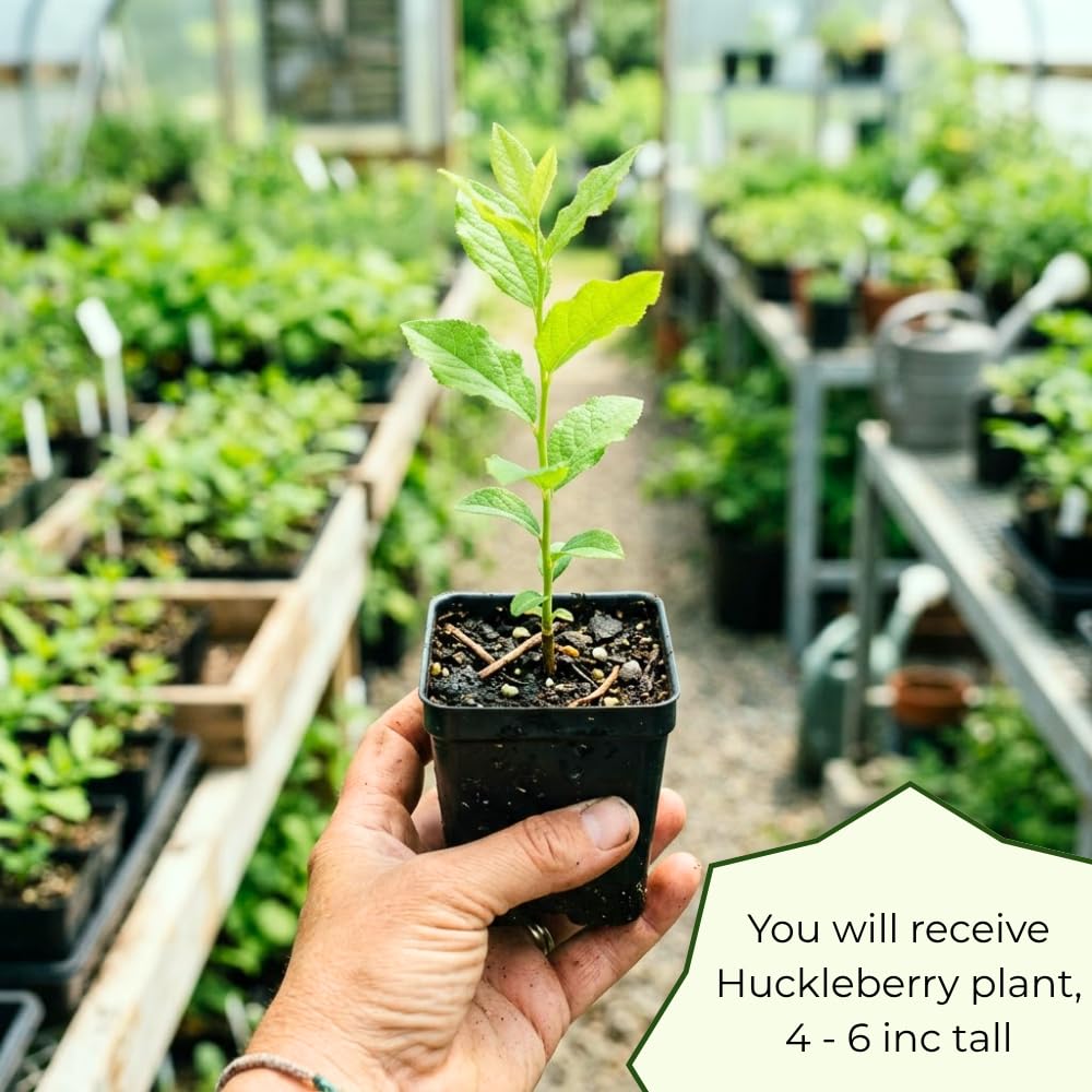 Huckleberry Plant, Huckleberry Bushes Live Plant, 4 Inches Pot, 3-5 Inc Tall, Hardy Fruit Tree for Indoor Outdoor Growing