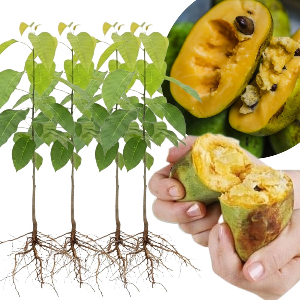 2 Common Pawpaw Trees Live Plants Size 1 Year Old, Potted 6-12" Tall Dormant Paw Paw Seedling Plants, Well Rooted, Ornamental Fruit Asimina Triloba