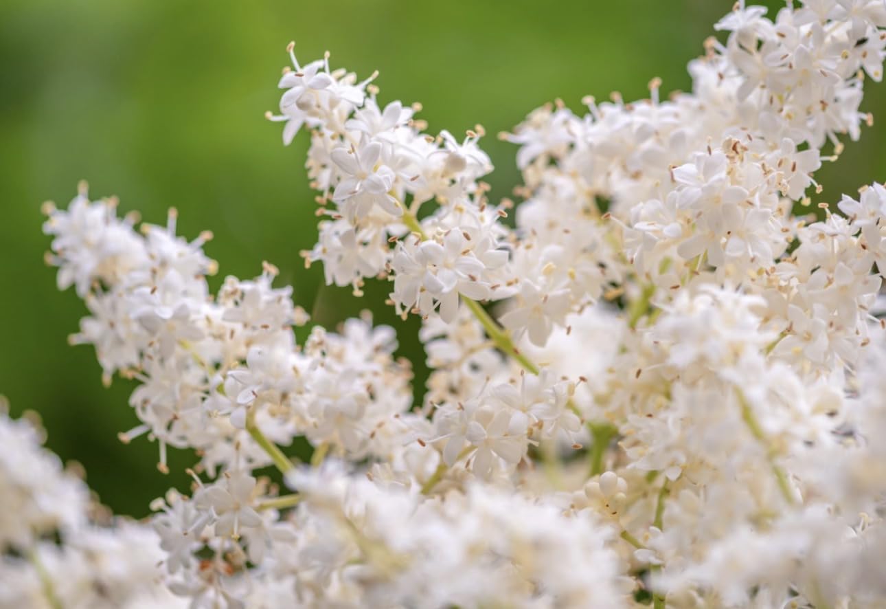 Ivory Silk Japanese Tree Lilac Live Plant – Syringa reticulata ‘Ivory Silk’ – Fragrant Creamy White Flowers – Hardy Ornamental Flowering Tree – Starter Plant
