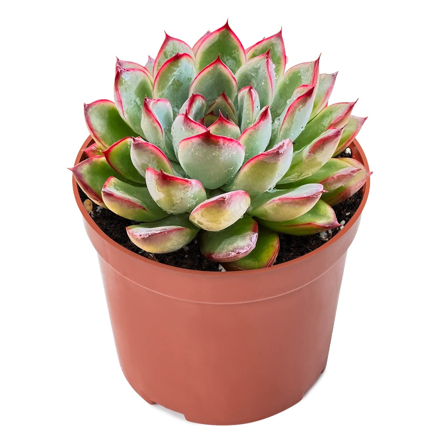 Sprout N Green Echeveria Pulidonis, Mini Live Succulent Fully Rooted in 4" Pot with Soil Mix, House Plant for Indoor Outdoor Home Office Wedding Decoration Party Favor, Pets Friendly