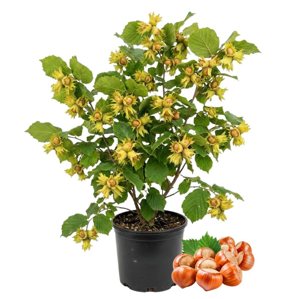 American Hazelnut Tree Live Plant, 2-3 Feet Tall, Edible Hazelnut Tree Plant in 3 Gallon Pot, No Shipping CA