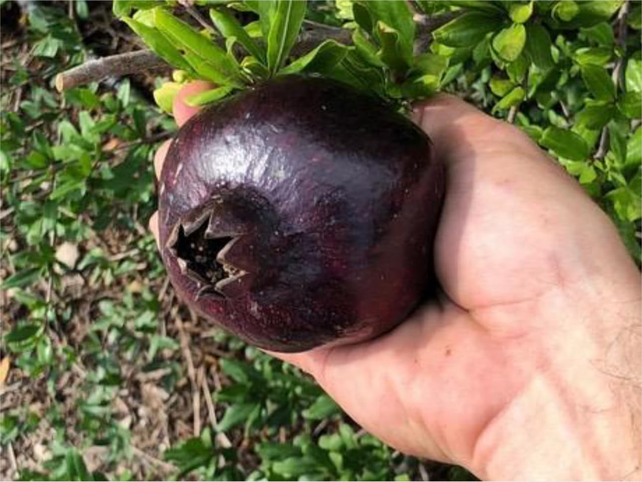 (Punica granatum) Black Pomegranate (Granada) Tropical Live Fruit Tree (10”to 24”) Plant