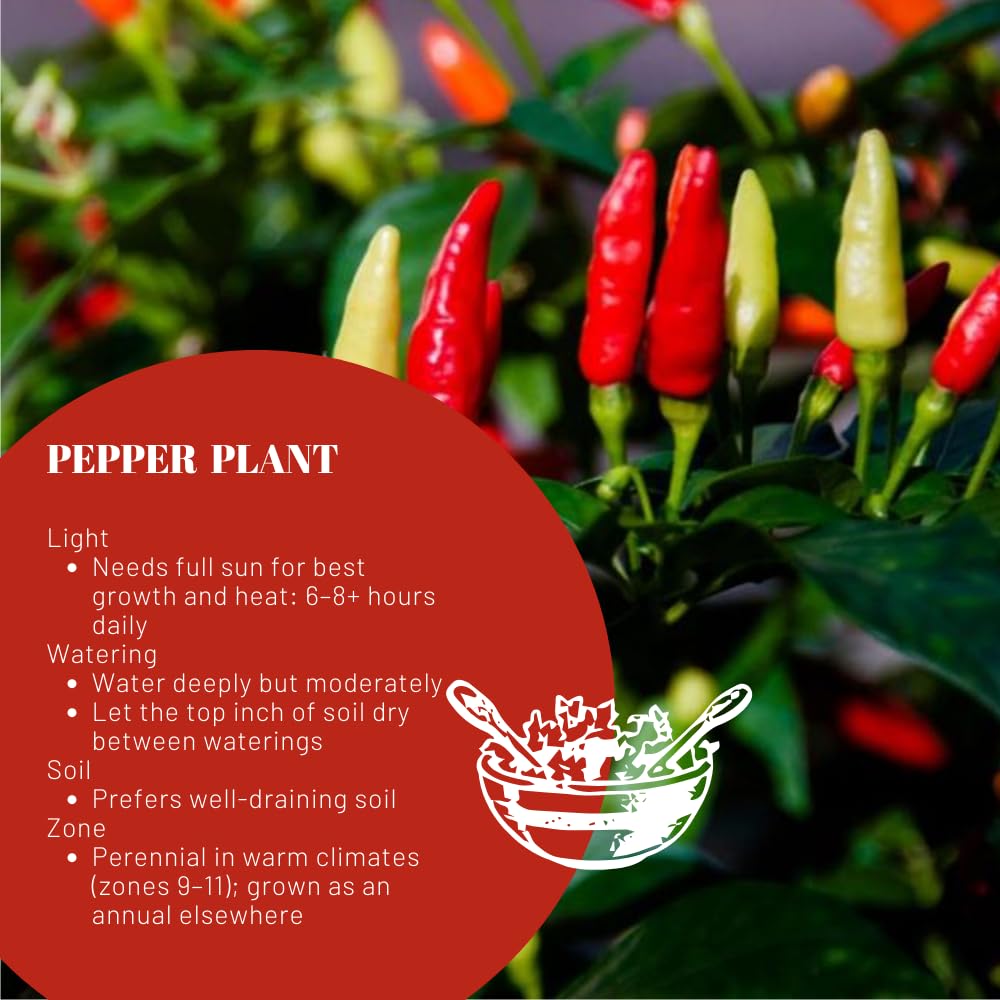 Pepper Plants Live for Planting, in 4" Pot, Hot Chili Pepper for Indoor and Outdoor Growing (Medium Hot Pepper)