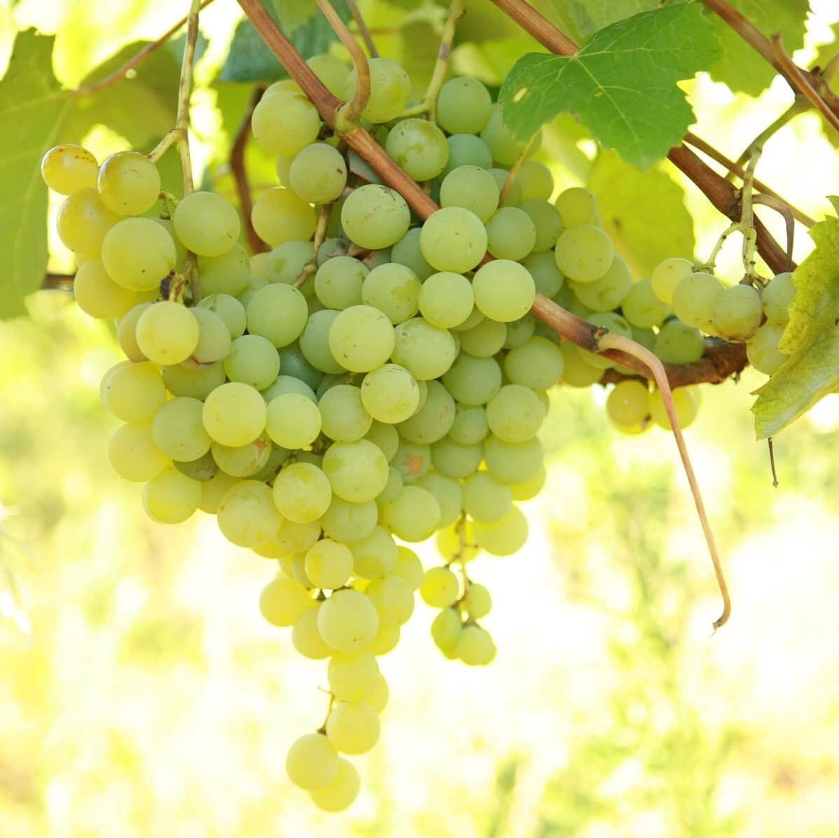 Votaniki Marquis Seedless Grape 1 Gallon Size Plant 2 Year Old - High Yielding, Perennial Grape Vine Live Plant - Easy to Grow, Low Maintenance Grape Plant (2 Pack)