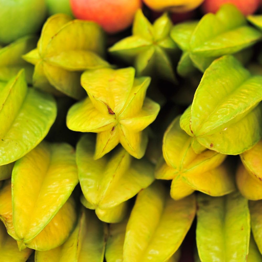 Starfruit Tree Live Plant 3 Gallon 2 to 3 Feet Tall, Live Sweet Tropical Starfruit Fruit Tree for Garden, No Ship to CA