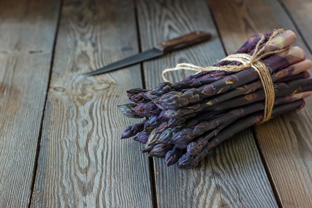 Purple Passion Asparagus Bare Root Plants to Grow - 2yr Crowns - Grow Colorful and Delicious Purple Asparagus (20 Crowns)