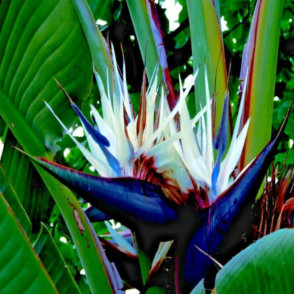 10 Seeds Giant White Bird of Paradise Seeds | Strelitzia Nicolai Tropical Flower Plant