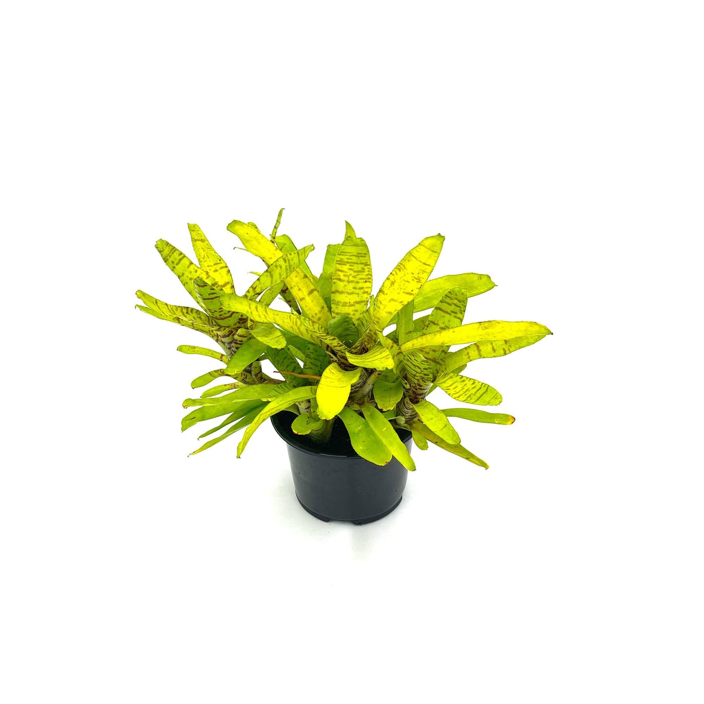 ragnaroc Live Plants – Bromeliad Neoregelia Tigrina, 8-12" in 6" Pot - 1ct - Live Arrival Guaranteed - House Plants for Home Decor & Gift