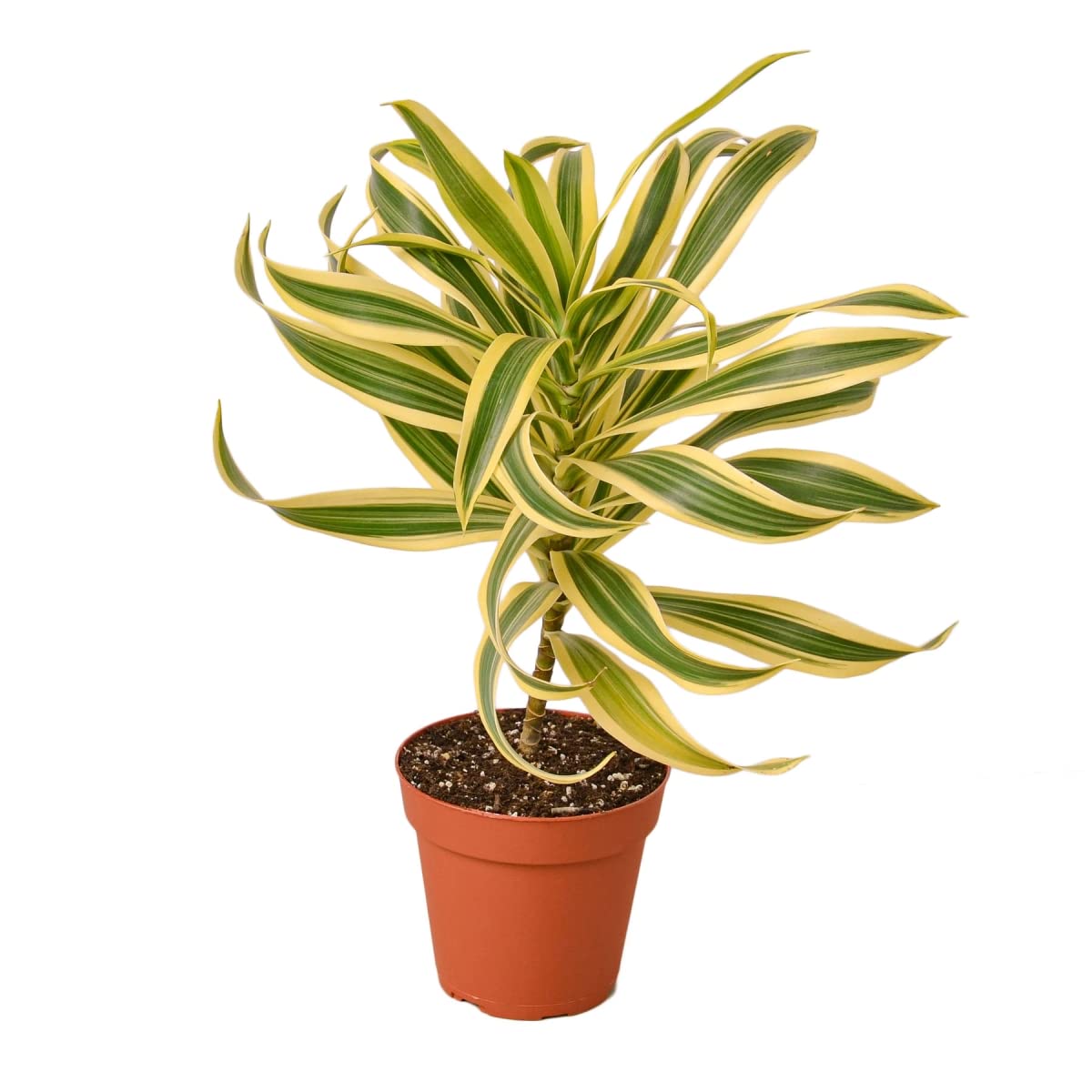 House Plant 6-Dracaena-Song.of.India Song of India Dracaena Plant in 6 in. Pot