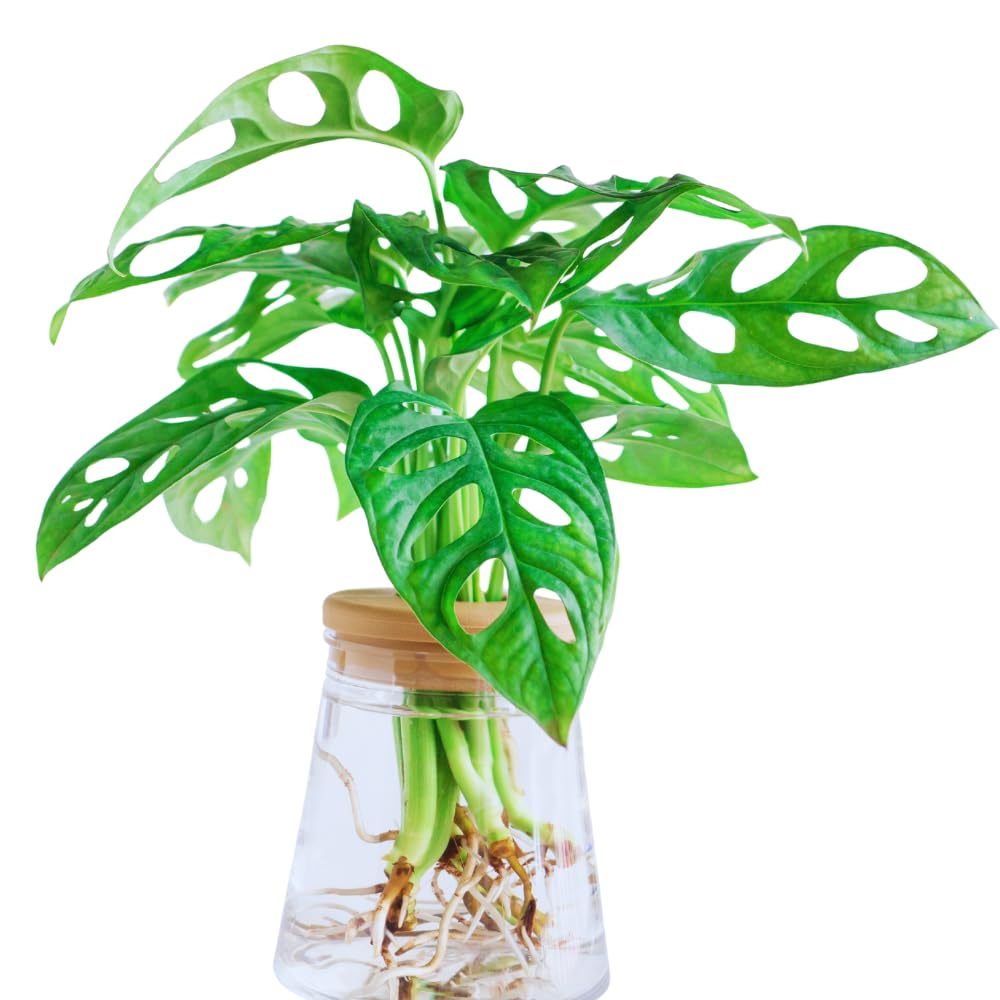 2 Monstera Plants Live, Live Monstera Plants, Swiss Cheese Monstera Plant Live, Swiss Cheese Plant Live Indoor, 4 to 6 Inc Tall