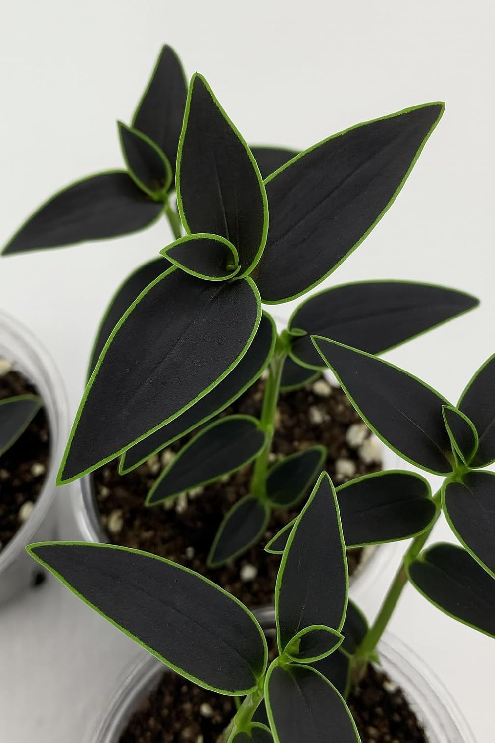 2 Dark Desire Wandering Jew Cuttings to Grow (2 Cuttings) - Rare Black and Green Wandering Jew Gibasis Jose Puig - These are Cuttings, Not Potted Plants