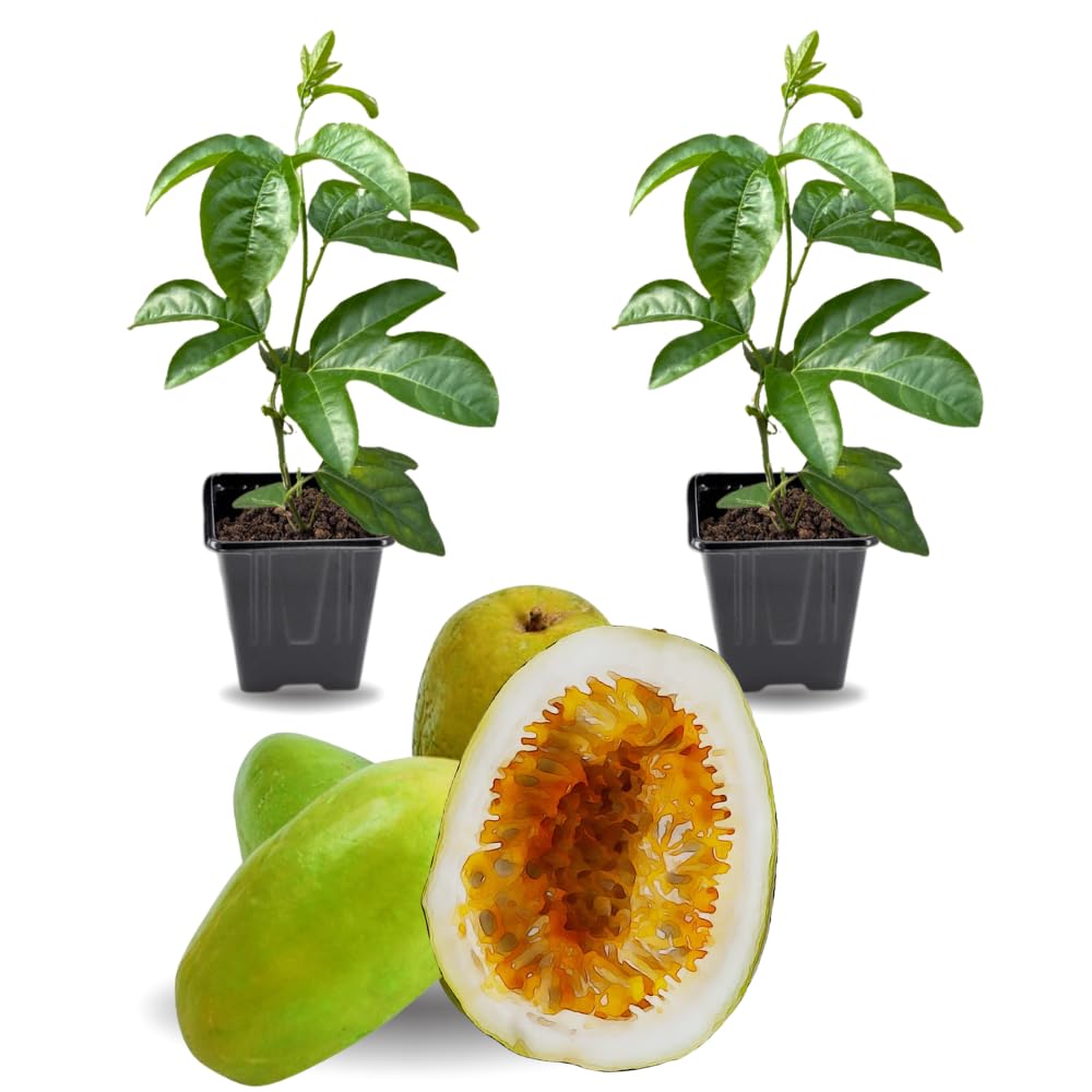 2 High Yield Passion Fruit Plants Live, Giant Climbing Passion Vine Tree Live Plant for Outdoor Growing, 5-9" in Tall, Fast Growing Perennial Sweet and Edible Fruits