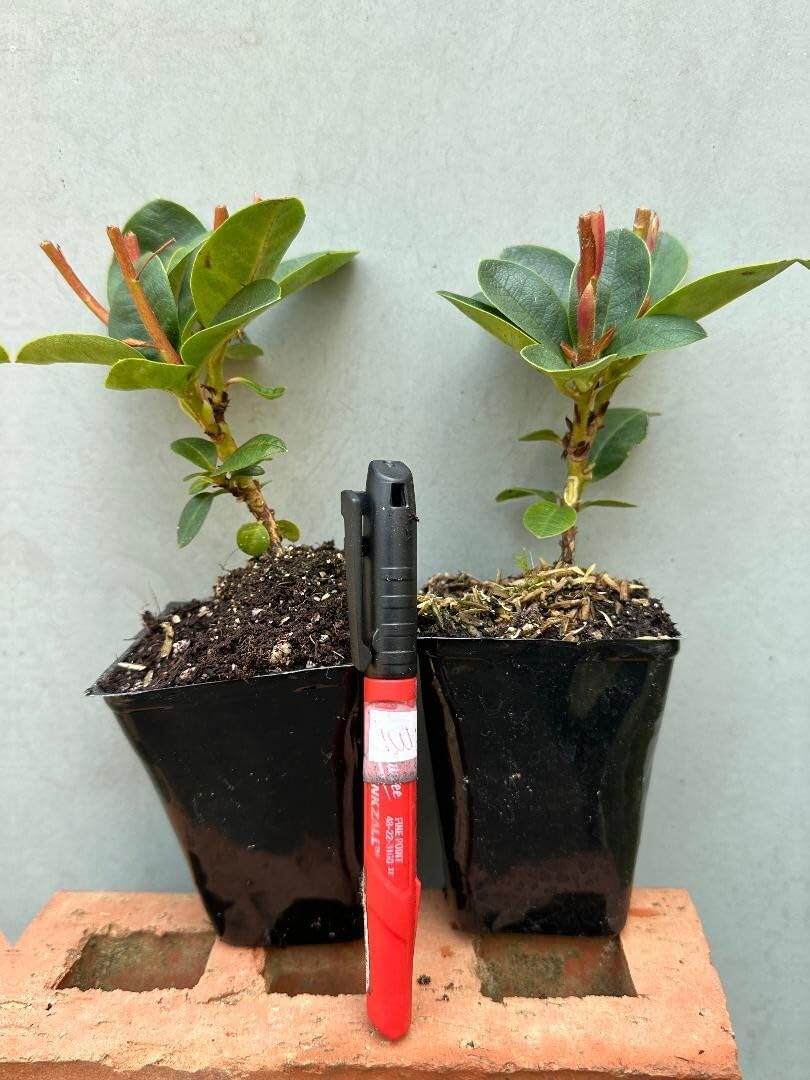 Live Plant - Florence ParksRhododendronWell Rooted Starter Plant