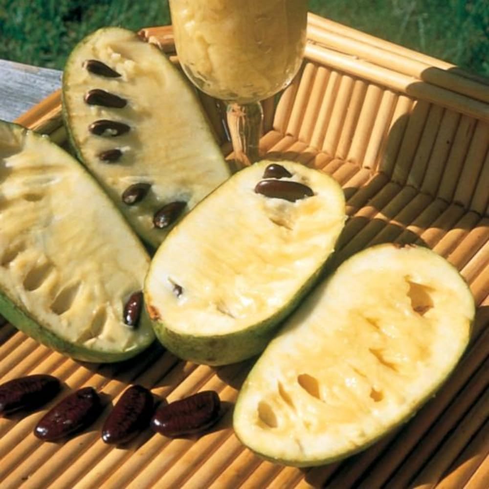1 Year Old Pawpaw Tree Live Plant Established Root, 7 to 12" Paw Paw Banana Tree Plant Live Pawpaw