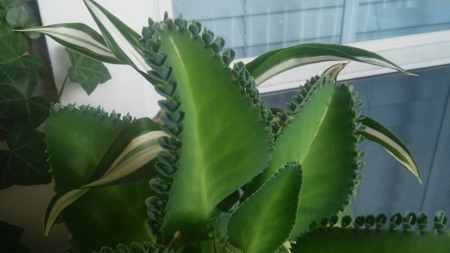 5 Seedling with Roots of Mexican Hat Plant, Kalanchoe, Mother of Thousands-Kalanchoe Daigremontiana-Mexican Hat Live Plant