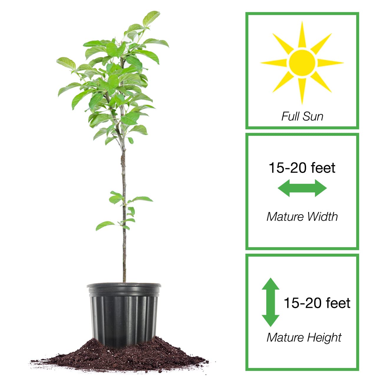 Perfect Plants Golden Delicious Apple Tree 1 Gallon | Live Fruit Trees for Outdoor Planting | Self Fertile & Easy to Grow | Sweet & Healthy Fruits Perfect for Home Gardens