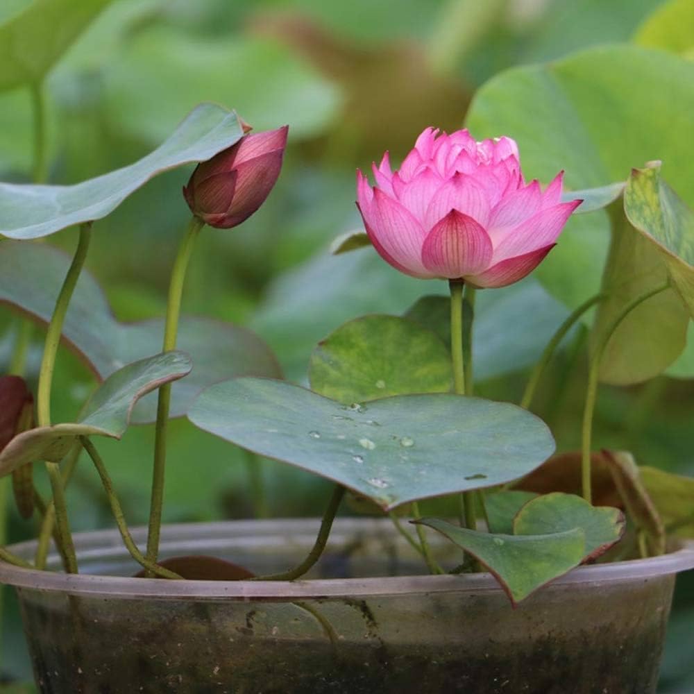 50 Mixed Bowl Lotus Seeds, Bonsai Lotus Seeds for Planting (Nelumbo), Aquatic Flowering Plant for Ponds, Water Gardens & Indoor Containers