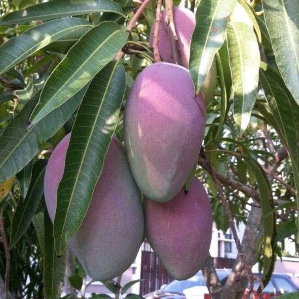 Red Green Mango Plant Live 2-3 ft, Mango Tree 3 Gallon Pot, Fresh Sweet Mango Fruit Plant for Your Garden, No Ship to CA