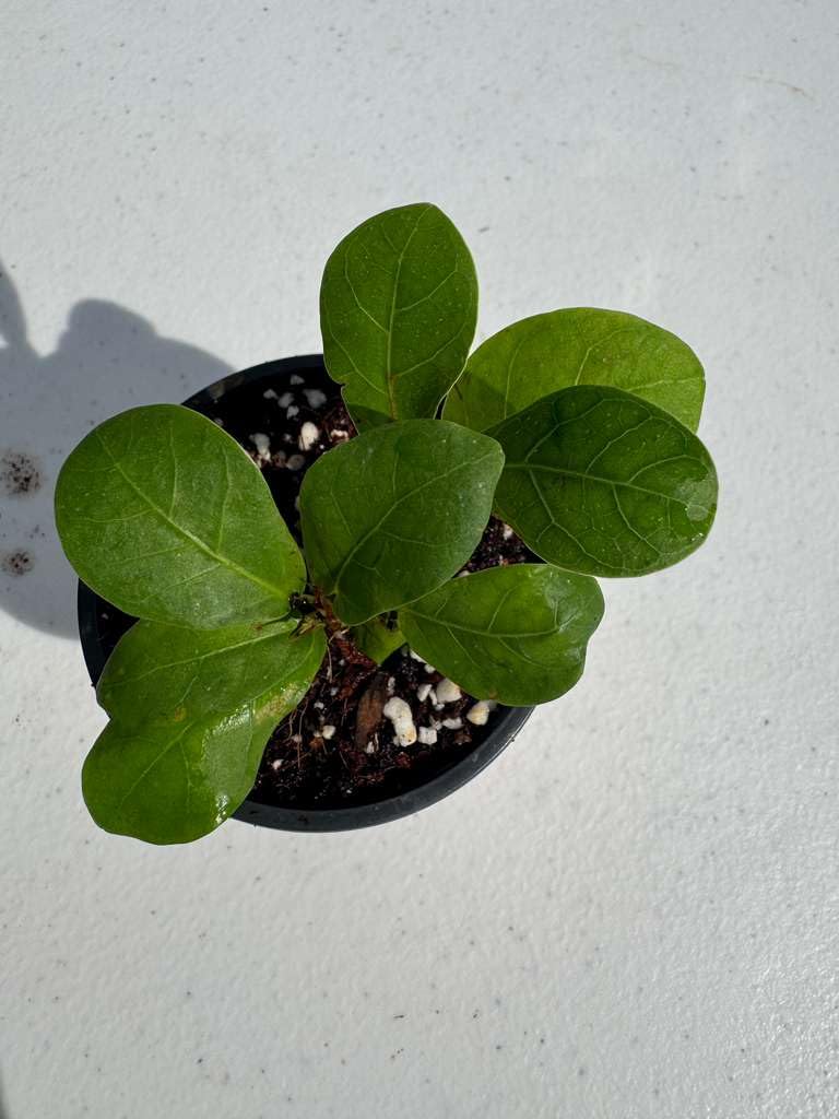 PLANTVERS Fiddle Leaf Fig in 2" Grow Pot – Ficus Lyrata - Live Indoor Houseplant – Easy Care Low Maintenance Tropical Plant – Air Purifying Plant for Home or Office Décor