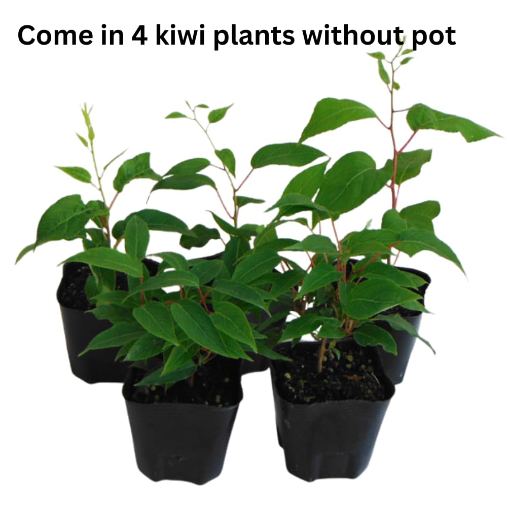 Set of 4 Hardy Kiwi Plants Live, 4-6 Inch Tall, Cold Hardy Kiwi Vine Starter Plants for Outdoor Growing