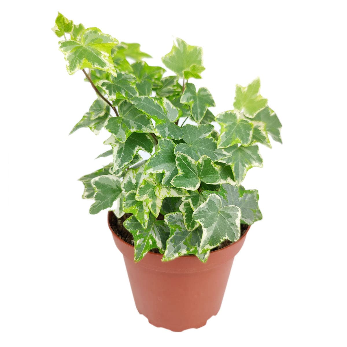 Golden English Ivy - Hedera Helix Kolibri (4" Grower Pot) - Eye-catching, Air-Purifying, Easy to Grow Houseplant - Best Trailing Houseplant for Home and Office Decoration