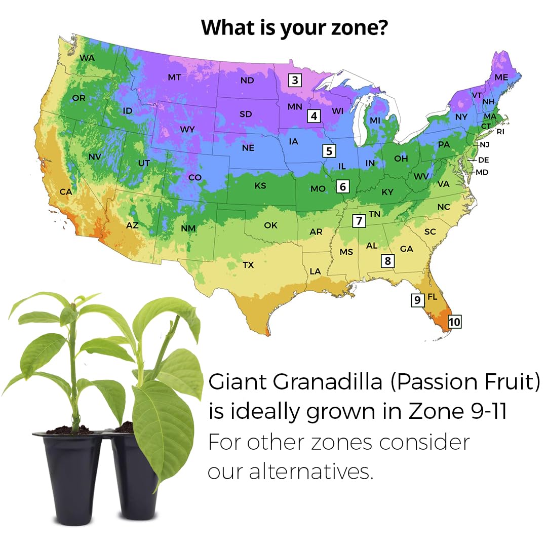 'Giant Granadilla' Passion Fruit Vines (4 Pack) – Live Starter Plants for Planting, Ideal for Creating Lush Garden Canopies, Producing Juicy Fruits Ideal for Fresh Consumption