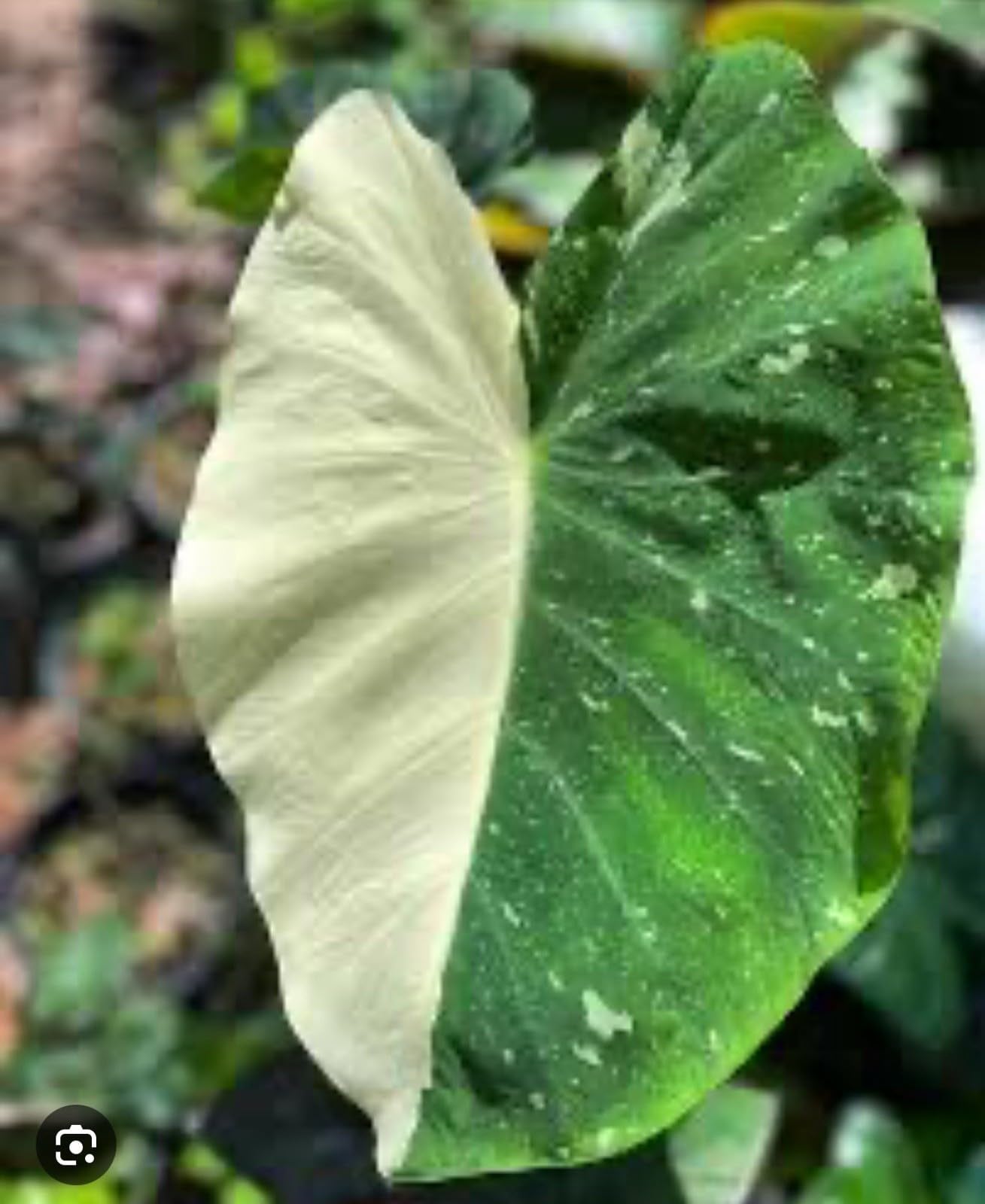 Live Plant - Colocasia esculenta- Elephant Ear - Small Rooted Starter Plant