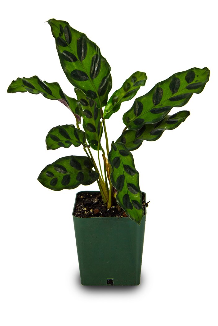 Josh's Frogs Calathea Prayer Plants (Rattlesnake)