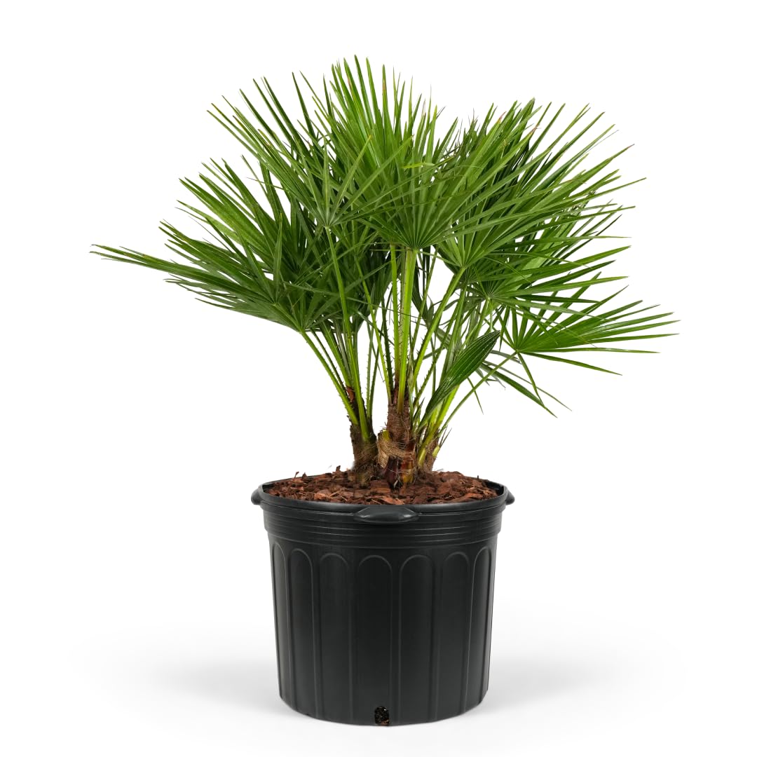European Fan Palm Tree Multi - Chamaerops Humilis, Cold Hardy Mediterranean Palm, Drought-Tolerant Ornamental Plant for Patios, Gardens, and Landscapes (2gal Pot, 1-2ft)