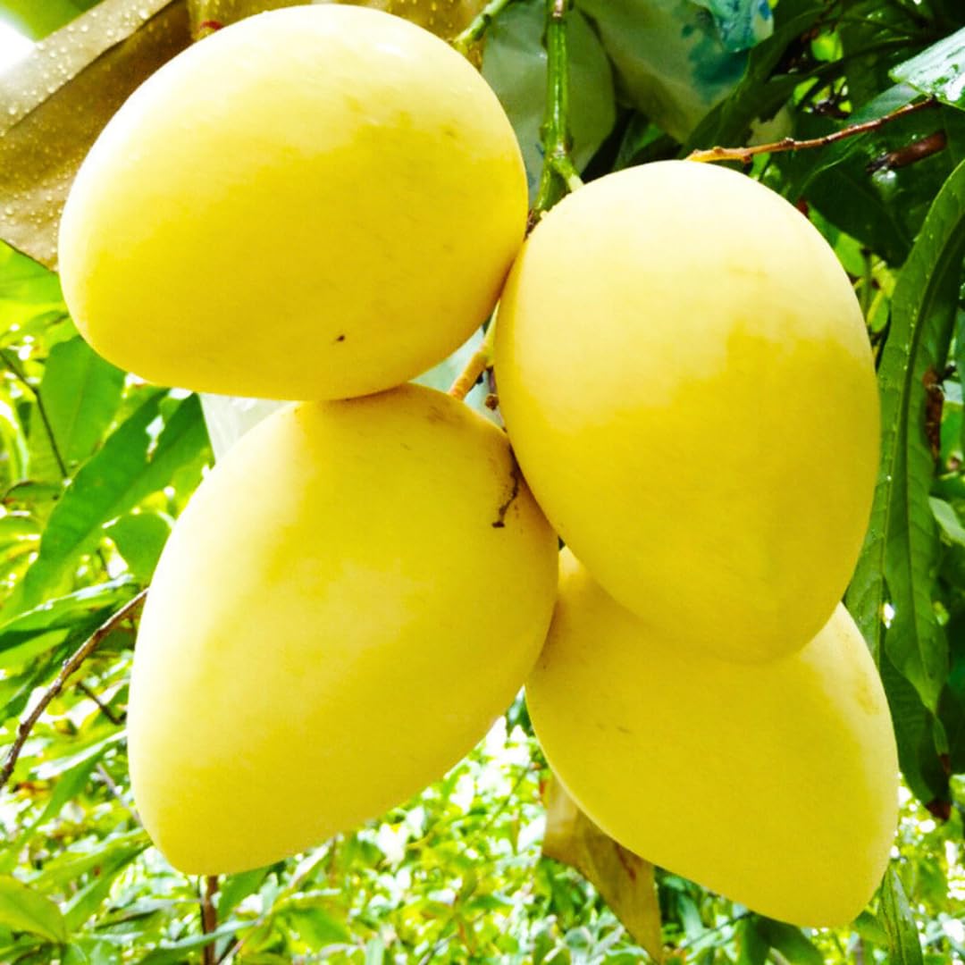 Large Yellow Mango Tree Live Plant, 8 to 14 Inches Tall in Pot, Ready to Bear Fruit in 1-2 Years, Large Sweet Mango Tree for Planting