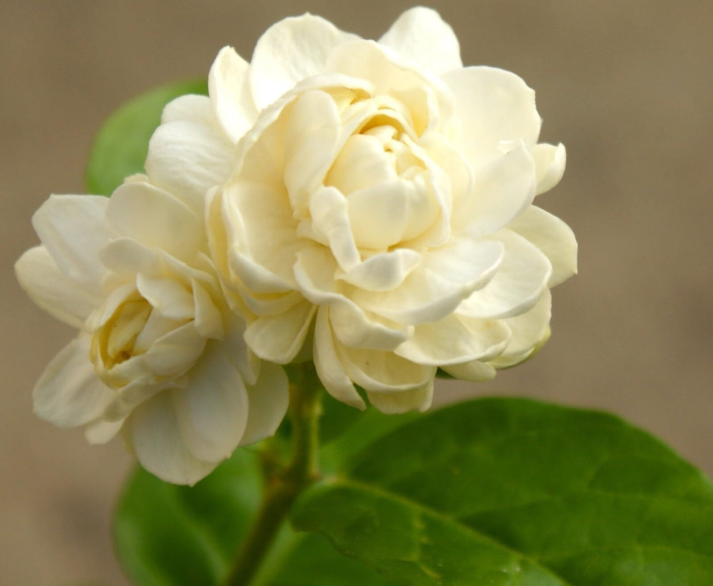 Live Plant - Grand Duke of Tuscany Jasmine Jasminum Sambac Small Rooted Starter Plant