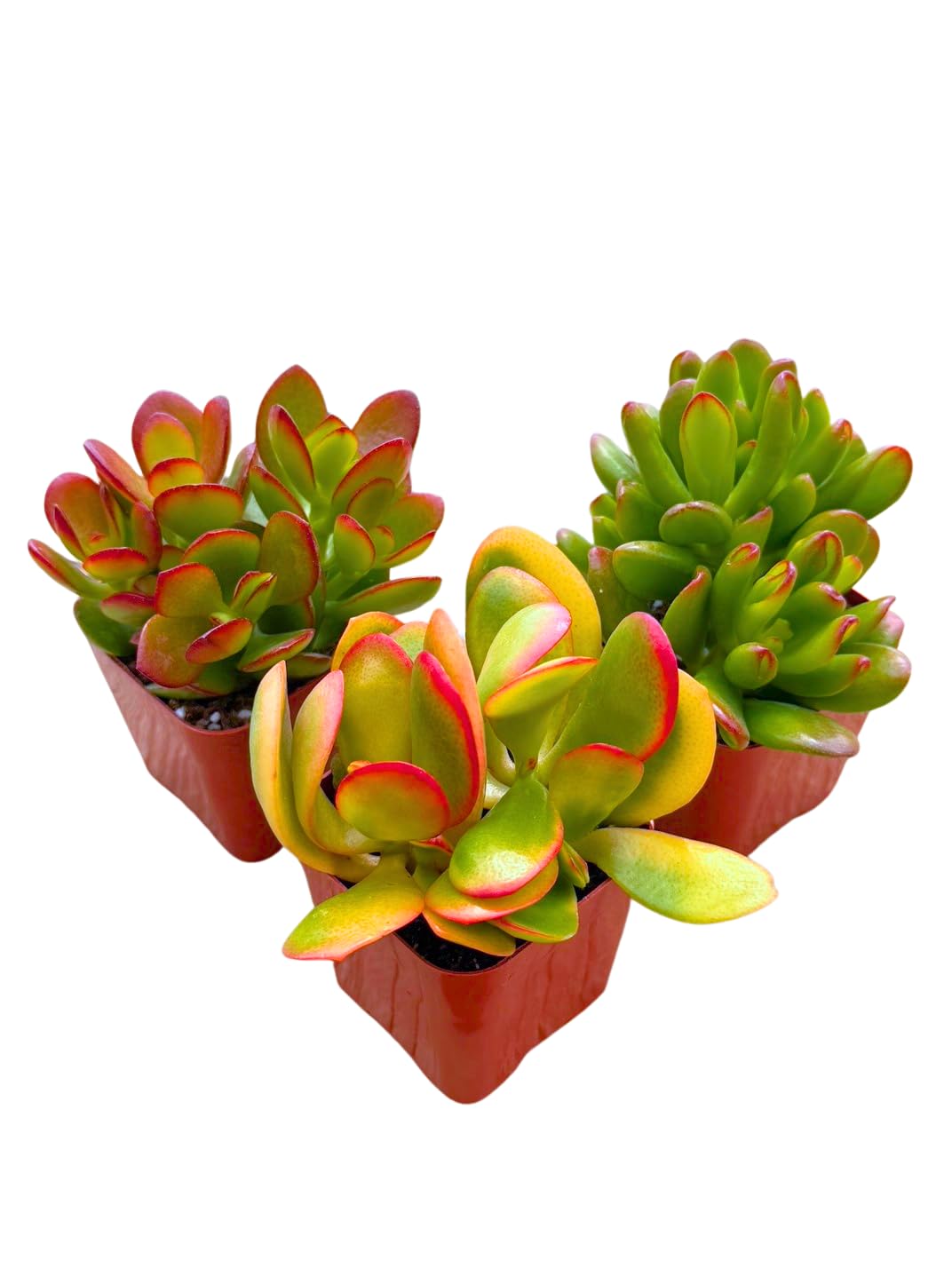 Succulents Plants Live Jade Plant 2" 3-Pack Mystery Collection, Live Jade Plant Starter Collection, Live Succulent Plants in Grower Pots with Succulent Soil Mix by The Succulent Cult