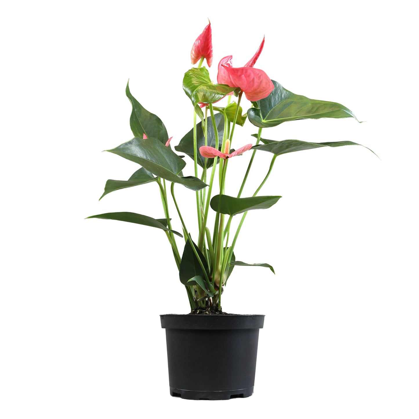 Pink Anthurium Live Plant (Approx. 17-19" Tall), Real Flowers/Unique House Plants in 6" Nursery Pot, Floral Office Plants, Air Purifying Plants & Cool Gifts for Plant Lovers by Plants for Pets